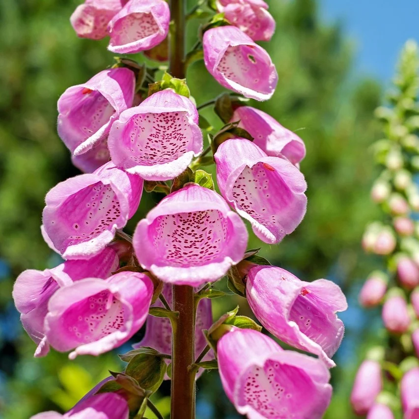 Fingerhut bunte Mischung Samen