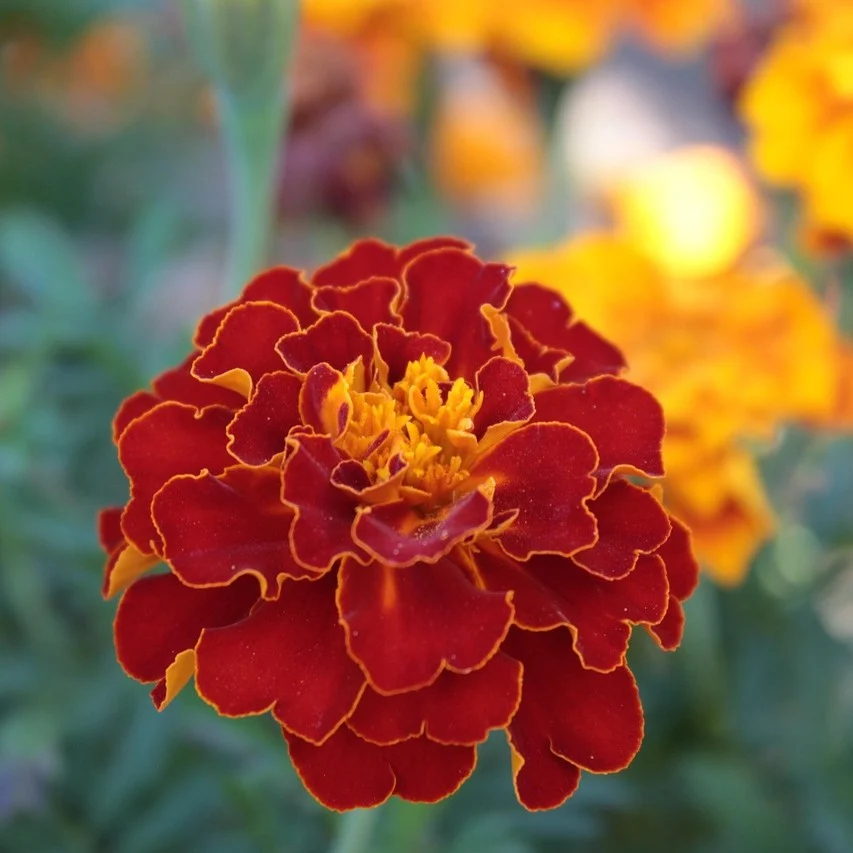 Niedrige rote Studentenblume Samen